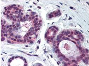 CDK2 Antibody