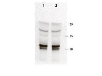CDK2 Antibody