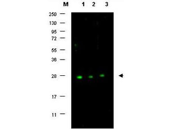 CDKN1B Antibody