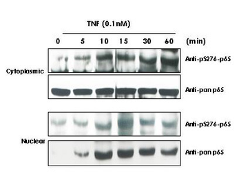 RELA Antibody