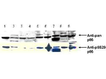 RELA Antibody
