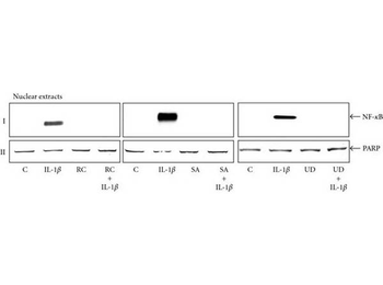 RELA Antibody