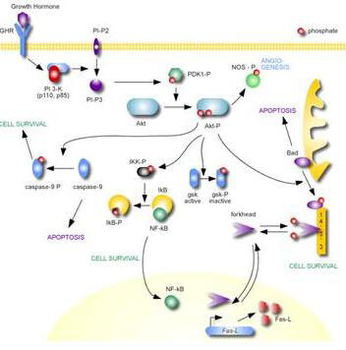 AKT1 Antibody