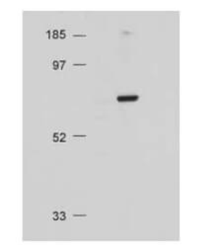 AKT1 Antibody