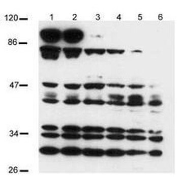 NOTCH2 Antibody