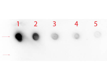 NOTCH1 Antibody
