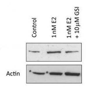 NOTCH1 Antibody