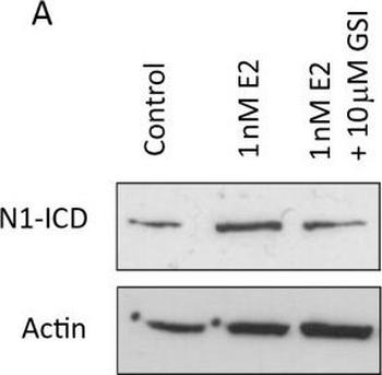 NOTCH1 Antibody