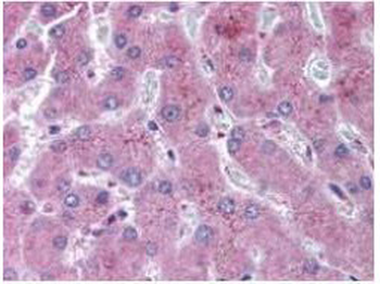 NOTCH2 Antibody