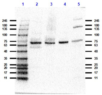 NOTCH2 Antibody