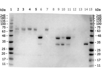 NOTCH2 Antibody