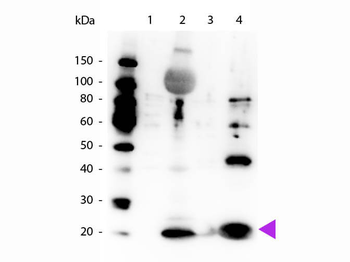 MYL12A Antibody