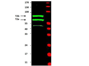 CCNT2 Antibody