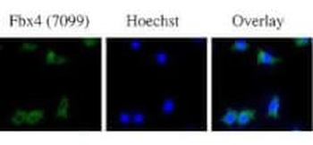 FBXO4 Antibody