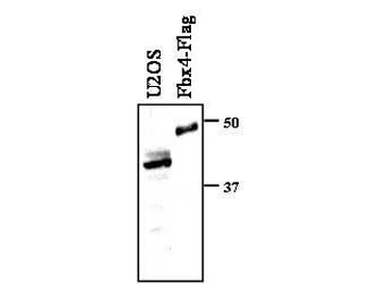 FBXO4 Antibody