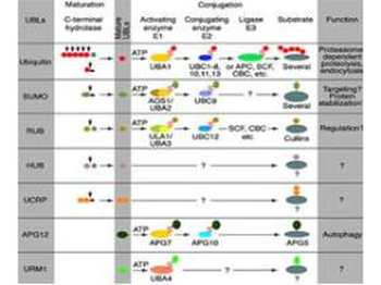 CUL2 Antibody