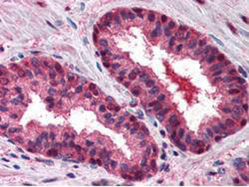 CUL2 Antibody