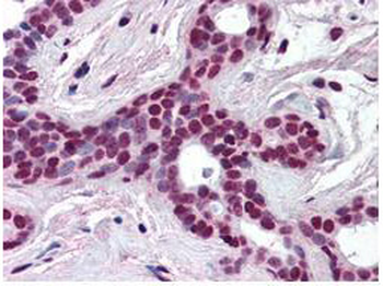 CUL3 Antibody