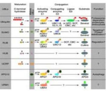 CUL4A Antibody