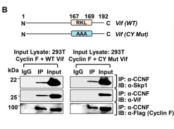 SKP1 Antibody