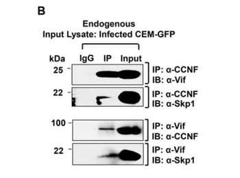 SKP1 Antibody