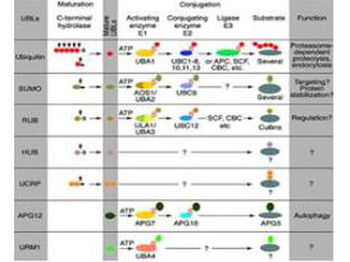 CAND2 Antibody