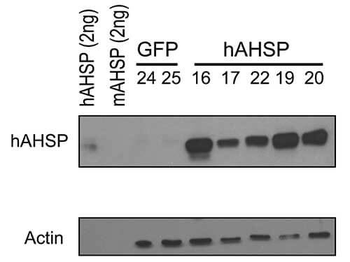 AHSP Antibody