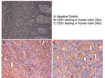 Pecam1 Antibody