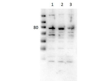 Pecam1 Antibody