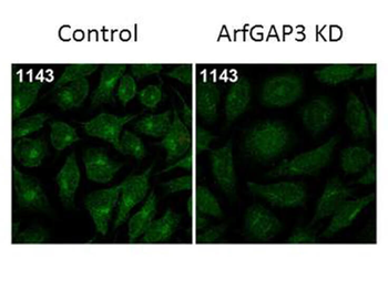 ARFGAP3 Antibody