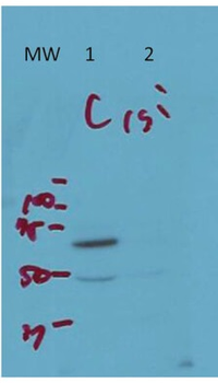 ARFGAP3 Antibody