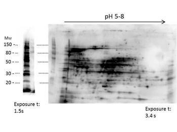 HMW E.Coli Host Cell Proteins Antibody