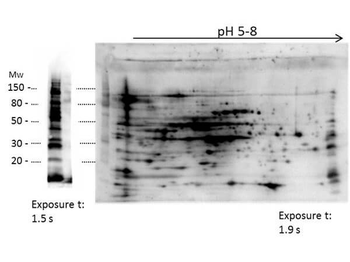 LMW E.Coli Host Cell Protein Antibody