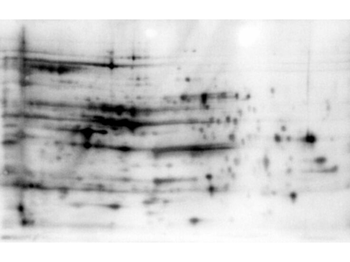 E.coli HCP Antibody