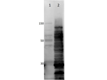 E.coli HCP Antibody