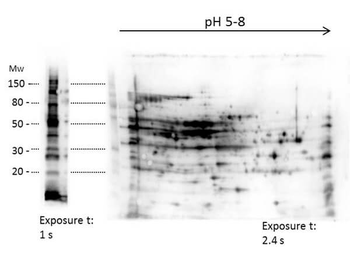 E.coli Combined HCP Antibody