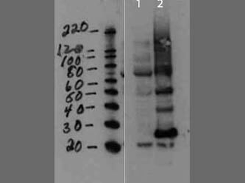 gag-pro-pol Antibody