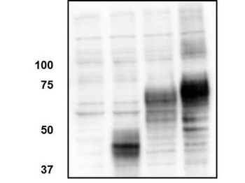 ORAI1 Antibody