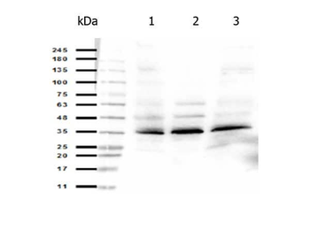 ORAI1 Antibody