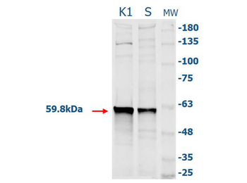 CAT Antibody