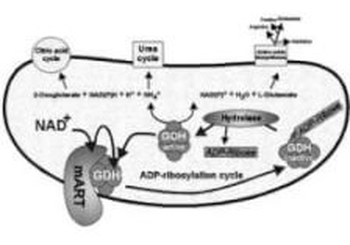 GLUD1 Antibody