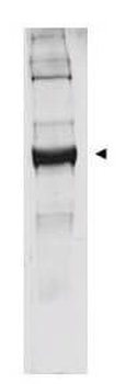 GLUD1 Antibody