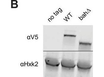 Hexokinase Antibody