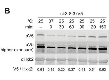 Hexokinase Antibody