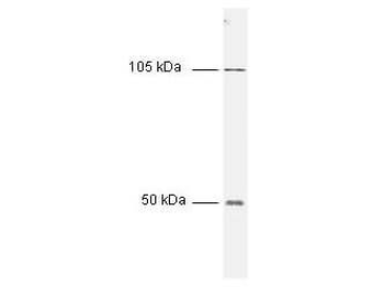NFKB1 Antibody