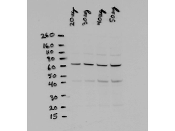 NFKB1 Antibody