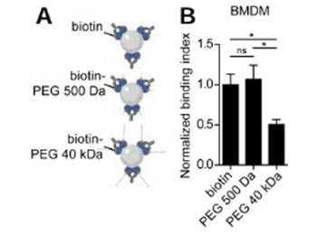 Avidin Antibody