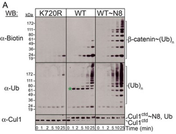 Biotin Antibody