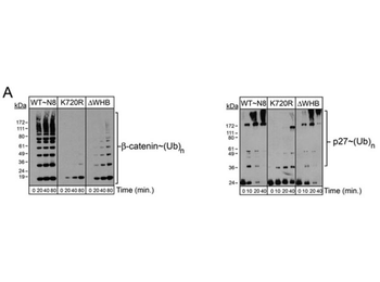 Biotin Antibody