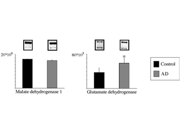 MDH1 Antibody